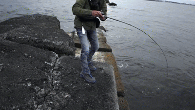NAZZOJIG釣果GIF
